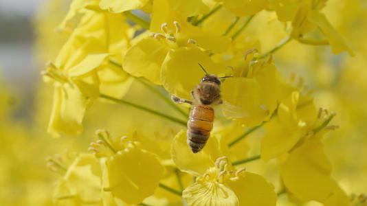 春天农村油菜花海蜜蜂采蜜视频的预览图