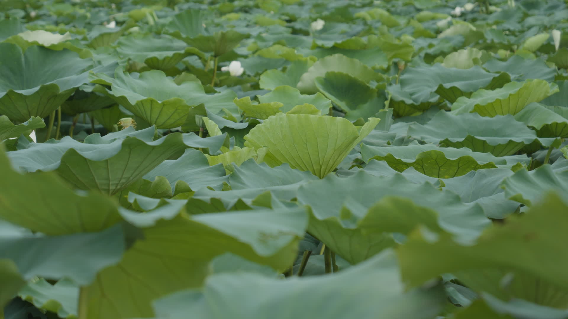 夏天池塘湿地荷花荷叶莲蓬视频的预览图