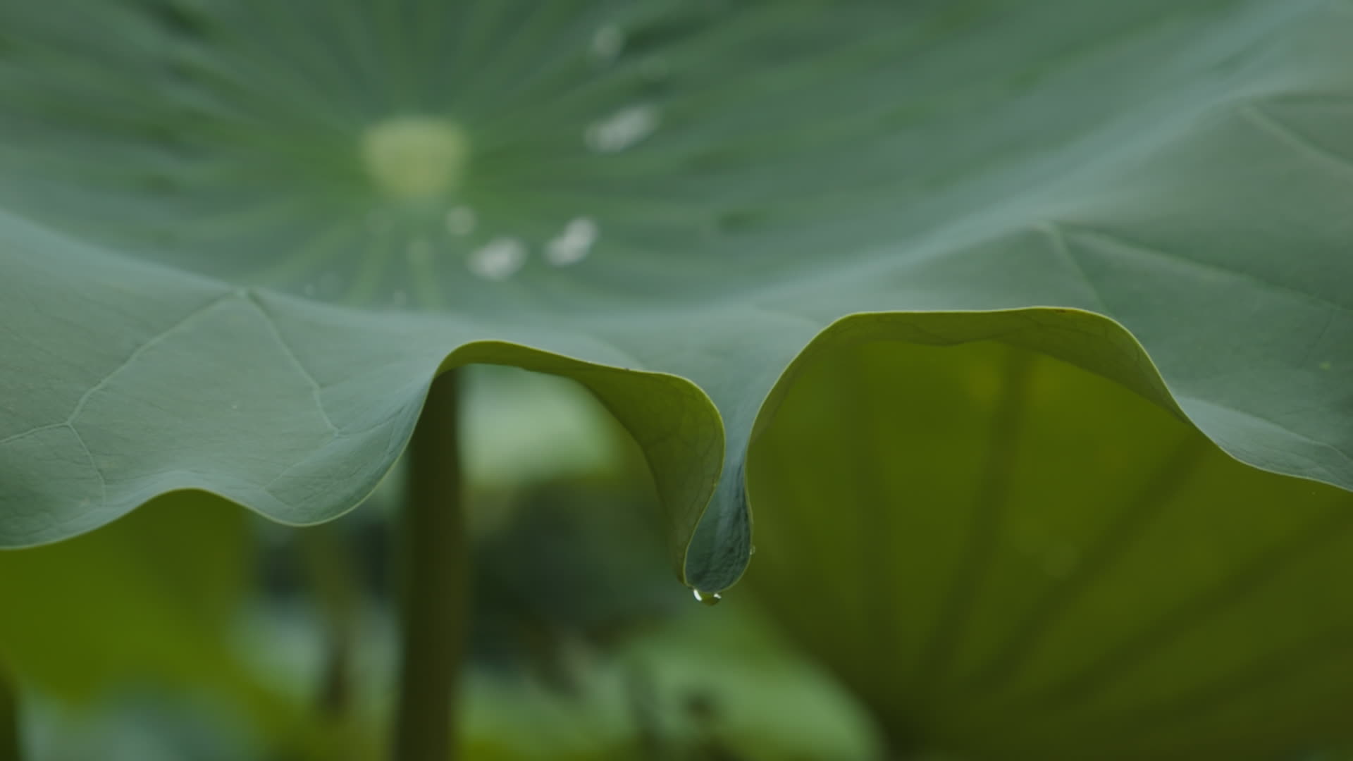 夏天池塘湿地荷花荷叶莲蓬视频的预览图