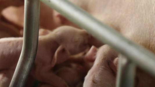 猪养殖养猪场视频的预览图