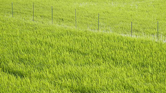 农村水稻田野粮食庄稼丰收视频的预览图
