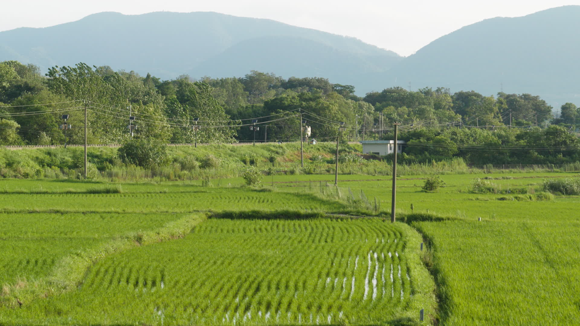 农村水稻田野粮食庄稼丰收视频的预览图