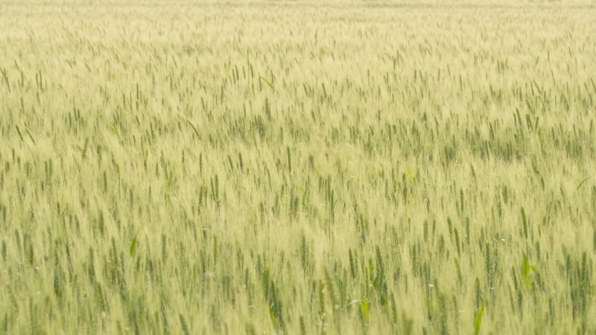 春末夏初农村田野小麦成熟视频的预览图