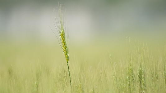 春末夏初农村田野小麦成熟视频的预览图