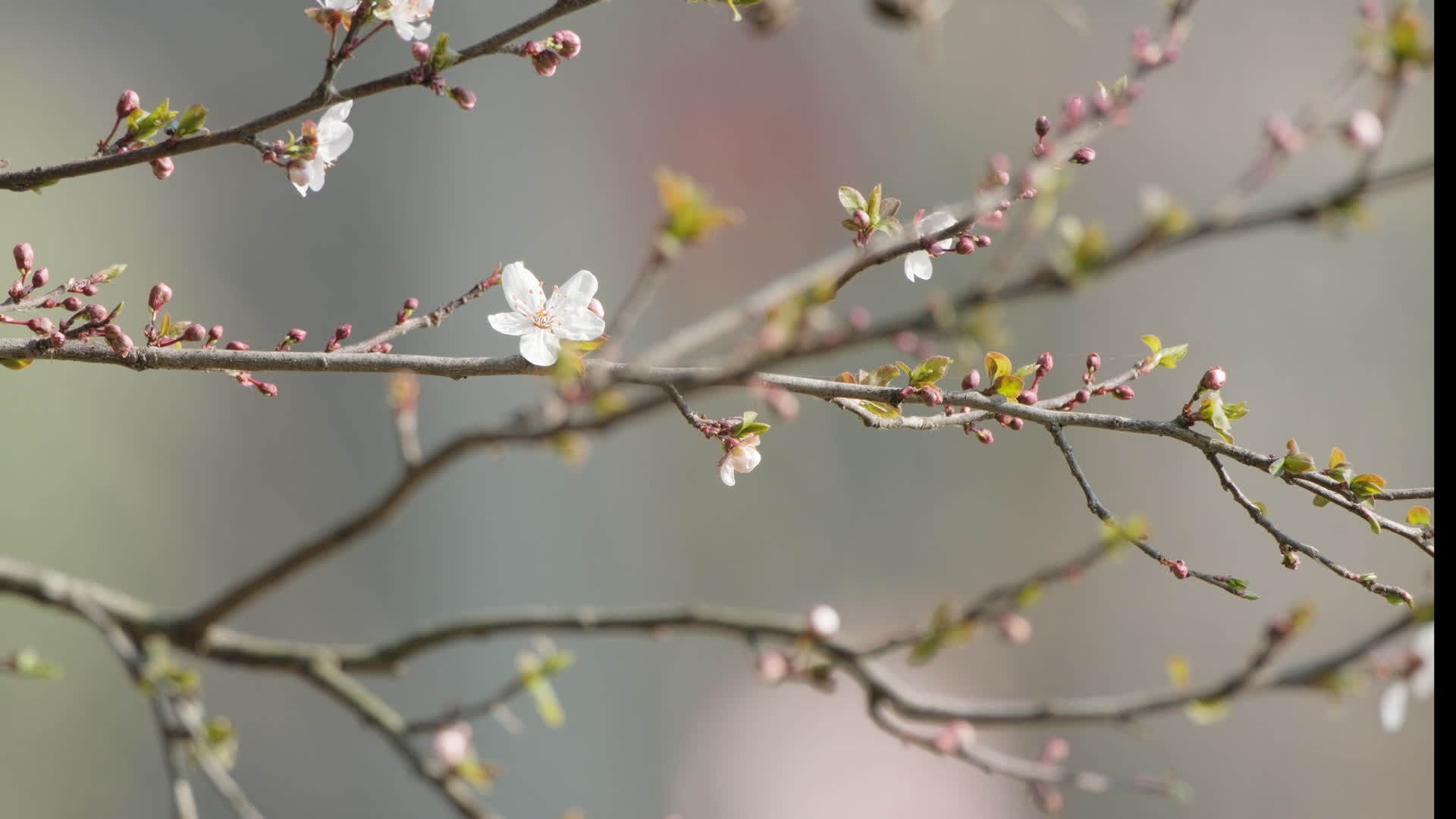 春天花儿绽放花朵盛开唯美视频的预览图