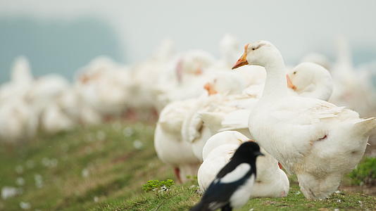 农村天然散养土鹅大白鹅家禽视频的预览图