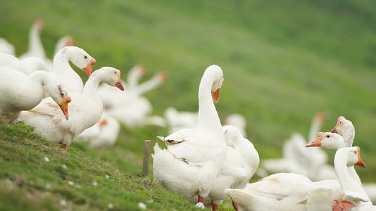 农村天然散养土鹅大白鹅家禽视频的预览图