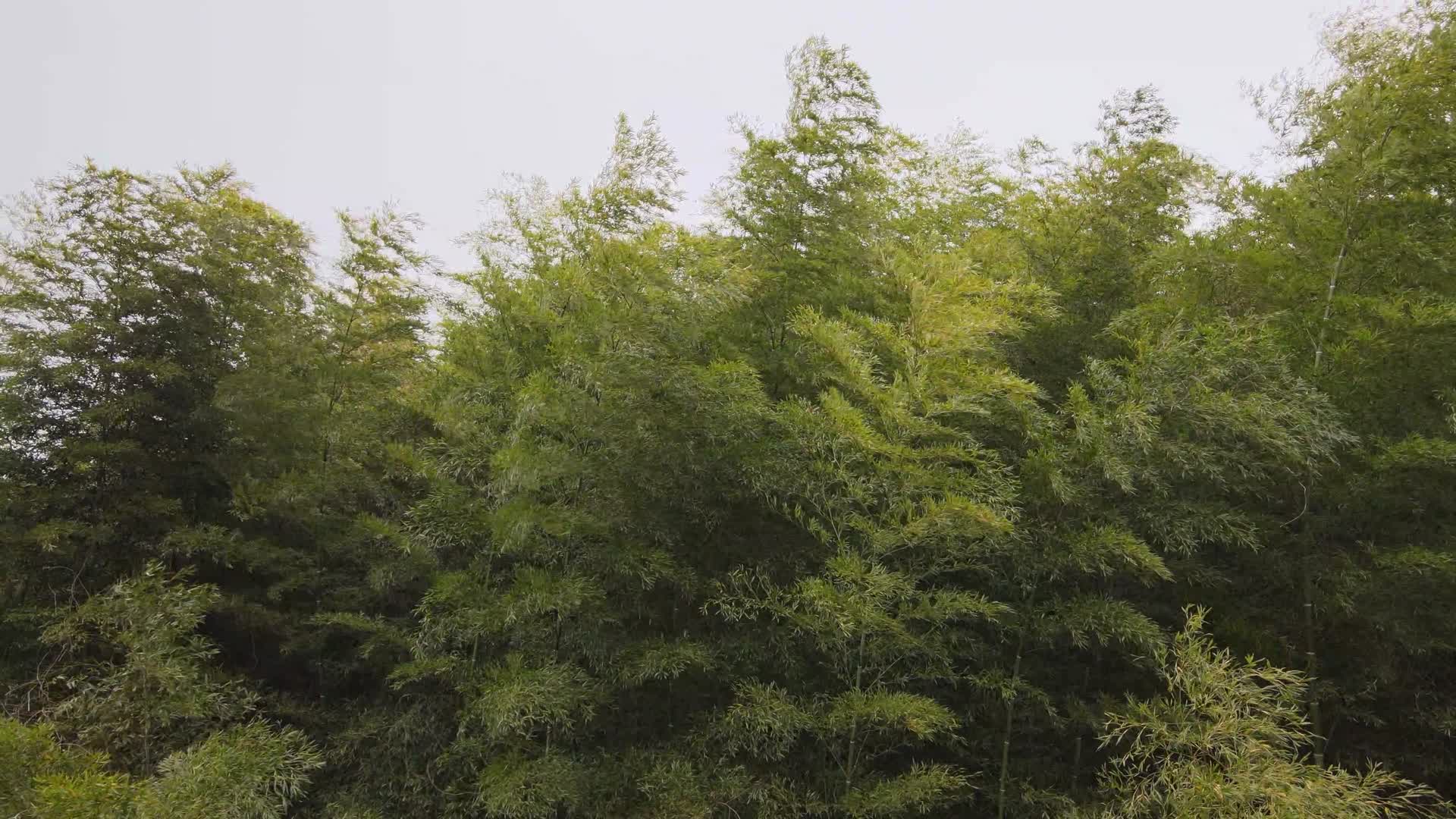 4K高清航拍竹林摇曳视频的预览图