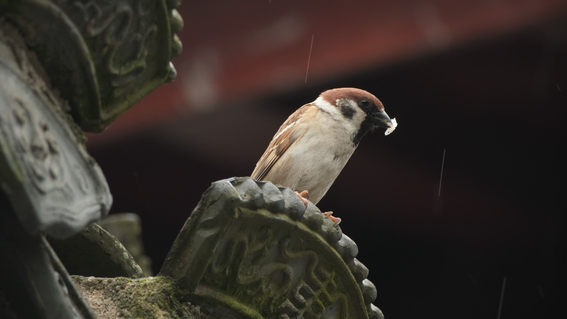 自然界中可爱的麻雀飞禽视频的预览图