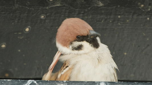 自然界中可爱的麻雀飞禽视频的预览图