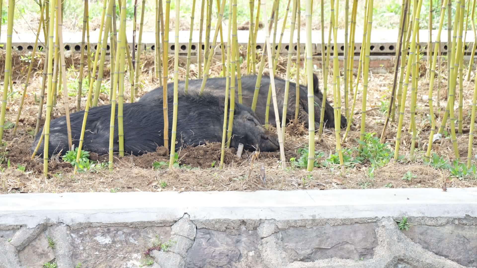 野猪散养黑猪养殖养猪猪野外养殖竹林黑猪视频的预览图