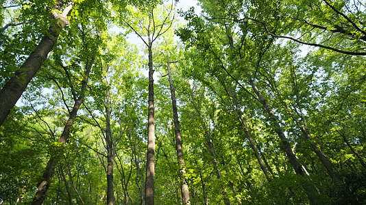 森林树木树叶植物视频的预览图
