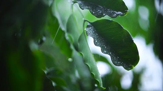 下雨天绿色树叶植物视频的预览图