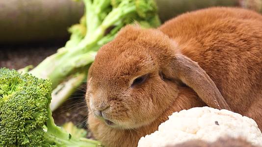 兔子吃西兰菜视频的预览图