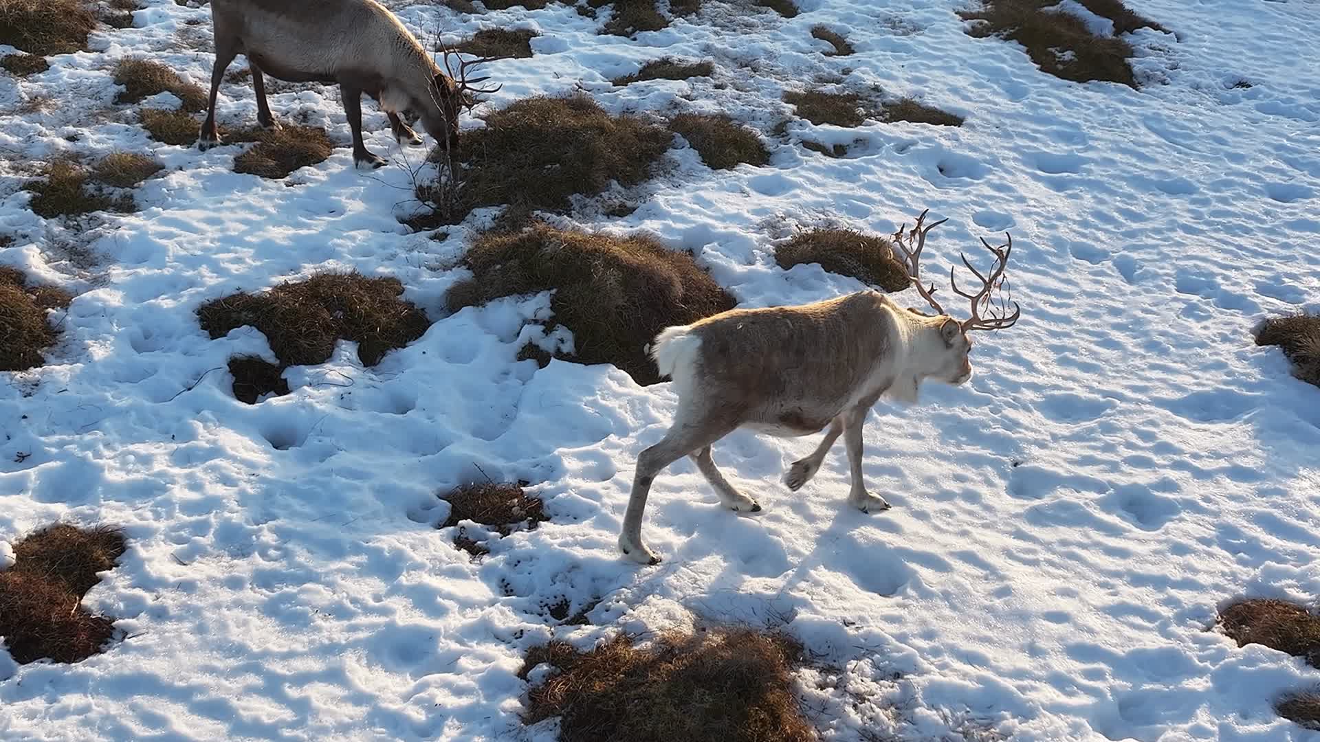 4k航拍挪威塞尼亚岛行走的美丽鹿子视频的预览图