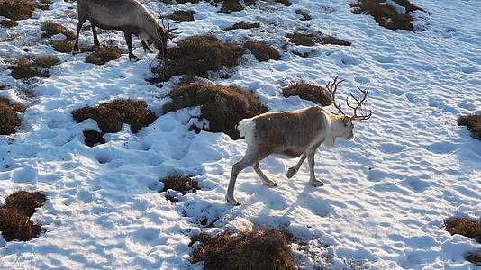 4k航拍挪威塞尼亚岛行走的美丽鹿子视频的预览图