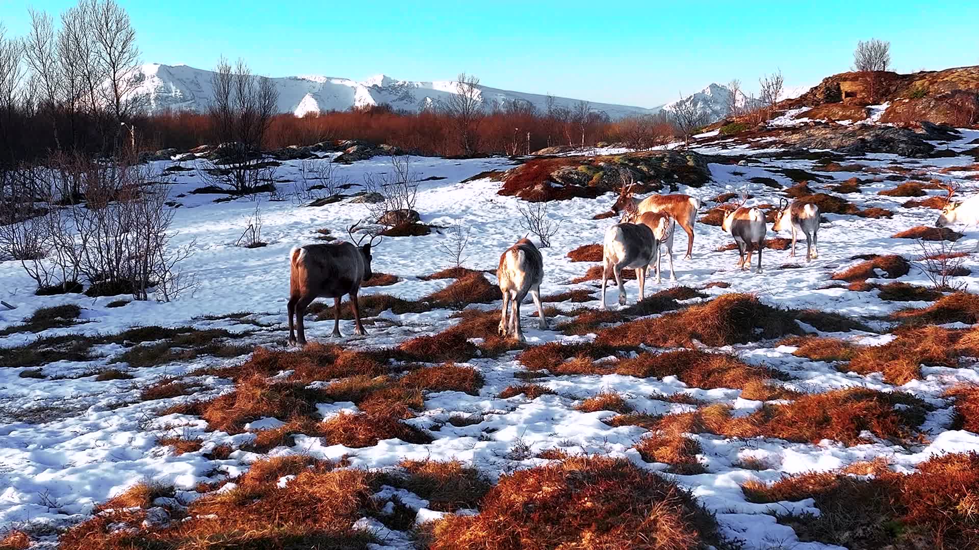 4K航拍北欧挪威塞尼亚岛上的群鹿活动视频的预览图