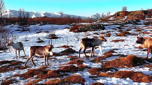 4K航拍挪威塞尼亚岛上行走在雪地上的鹿视频的预览图
