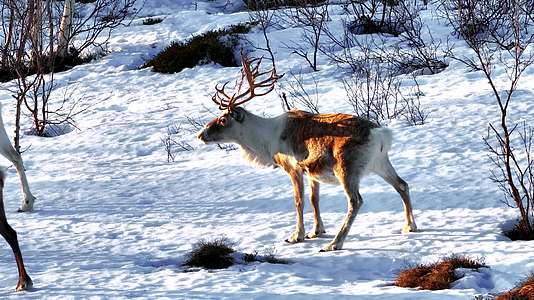 4K航拍挪威塞尼亚岛上的鹿视频的预览图