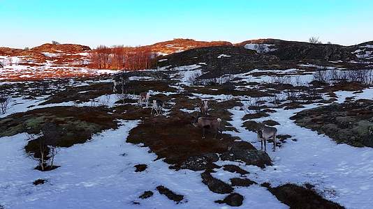 4K航拍北欧挪威塞尼亚岛野生动物的鹿视频的预览图
