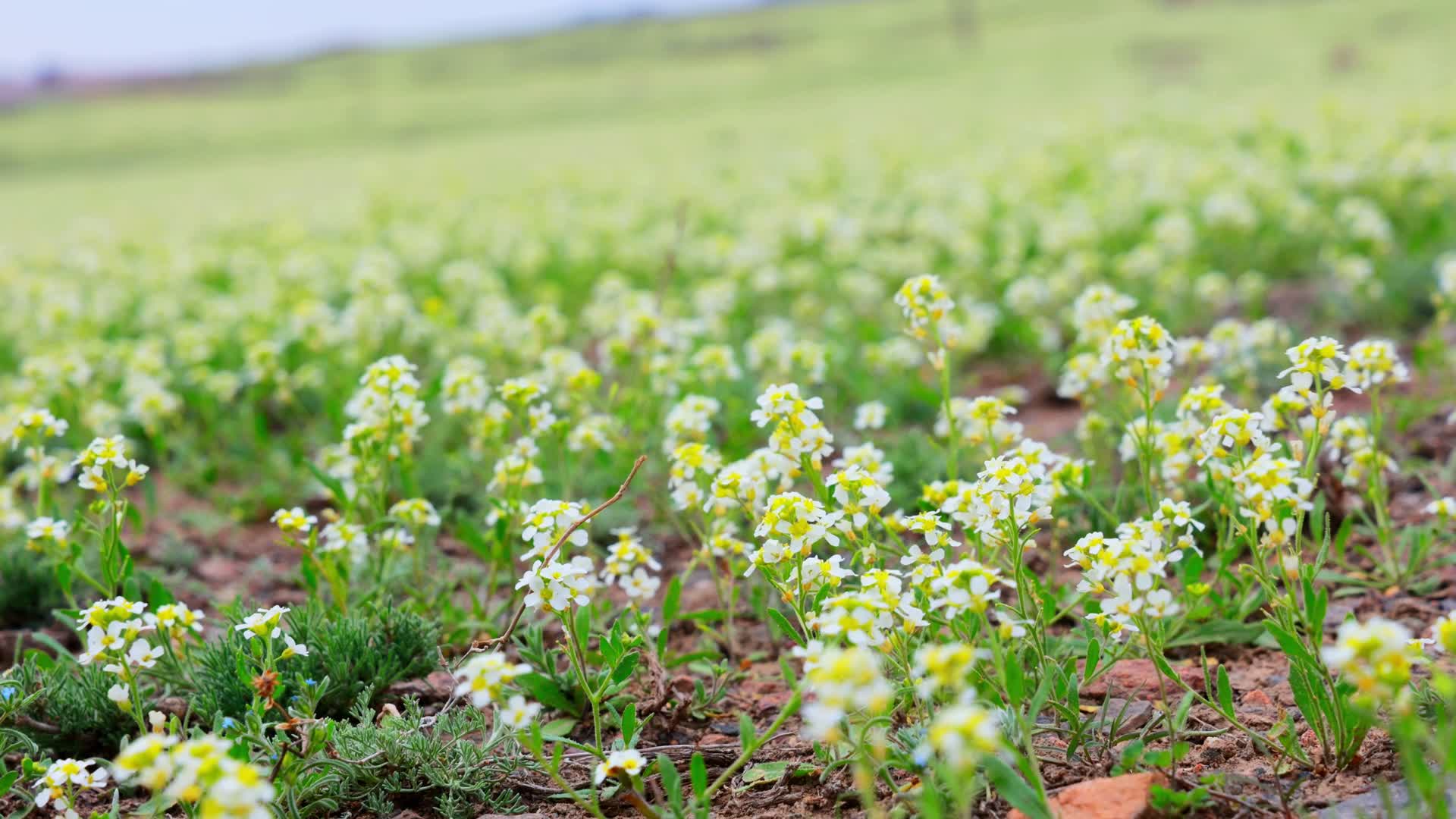 新疆伊犁草原喷雪花春花花朵视频的预览图