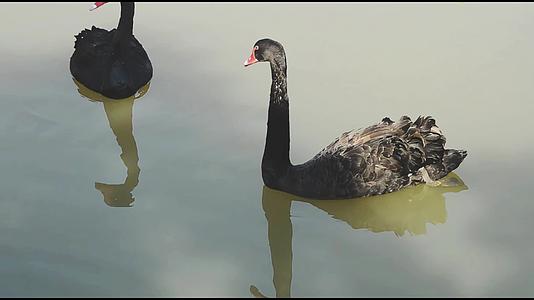池塘里人工养的黑天鹅视频视频的预览图