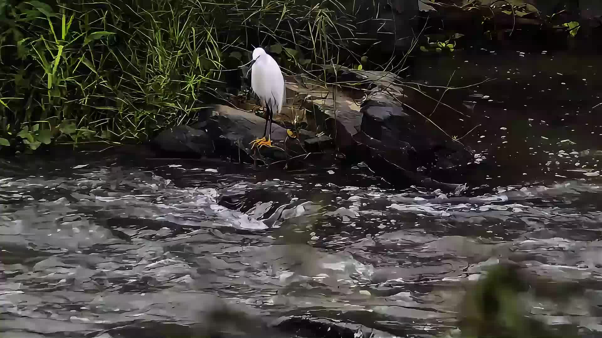 小溪山涧流水视频视频的预览图