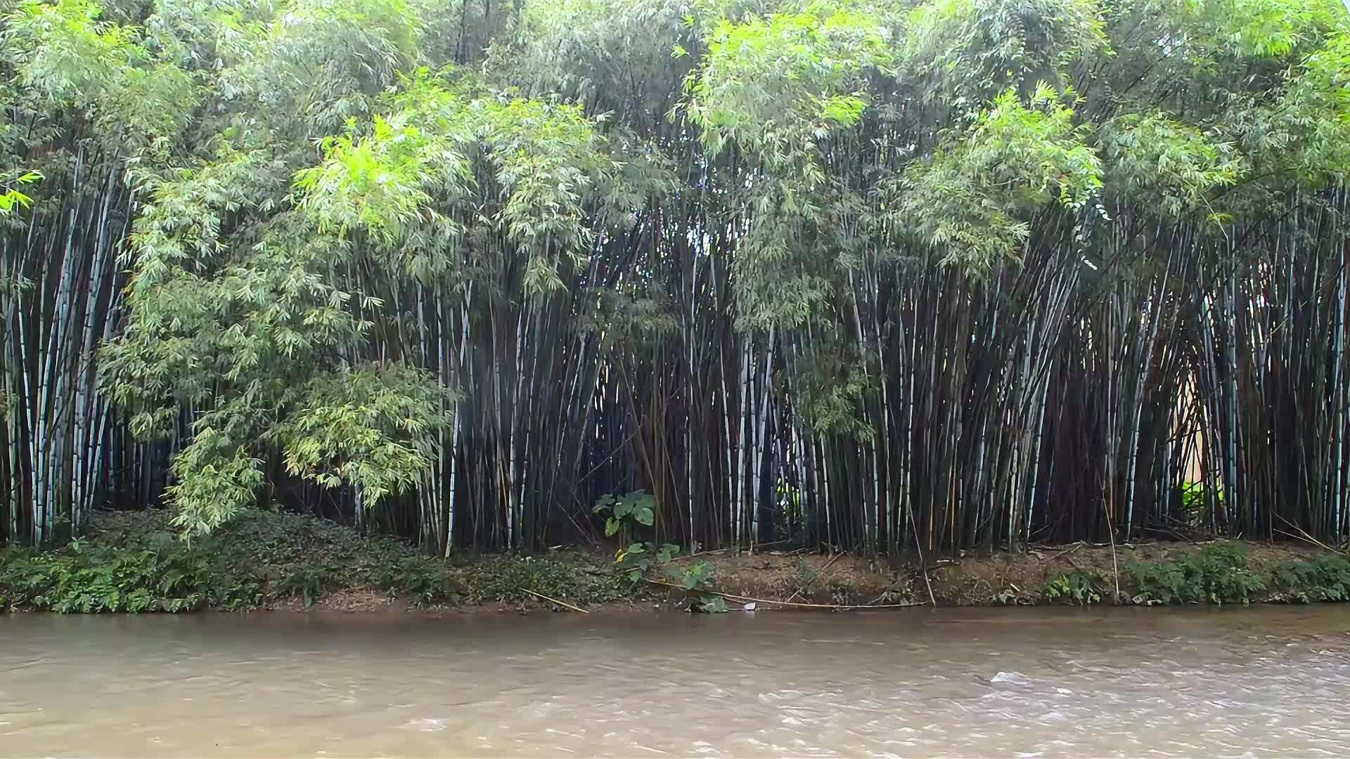竹子竹林视频的预览图