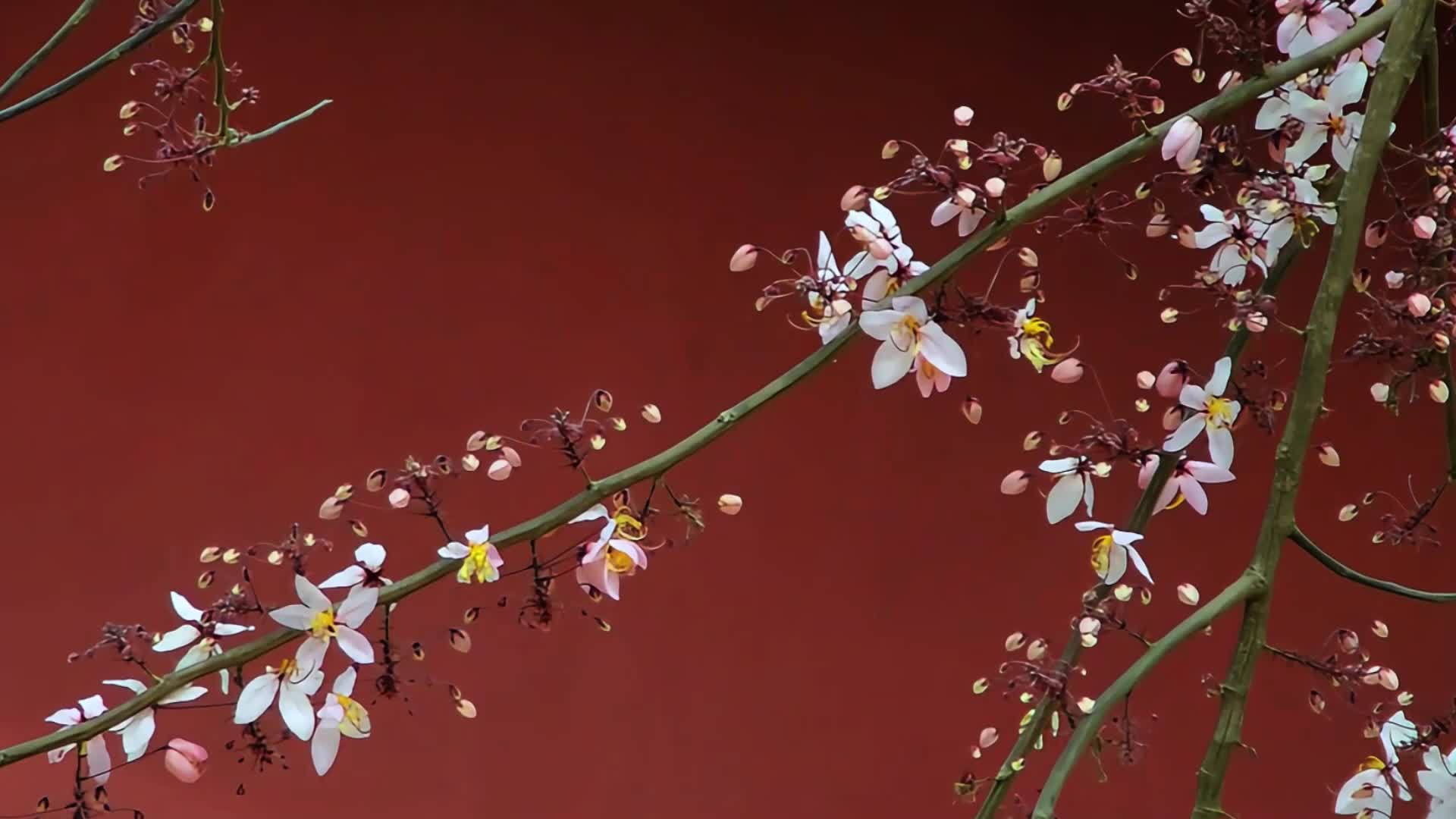 泰国樱花视频视频的预览图