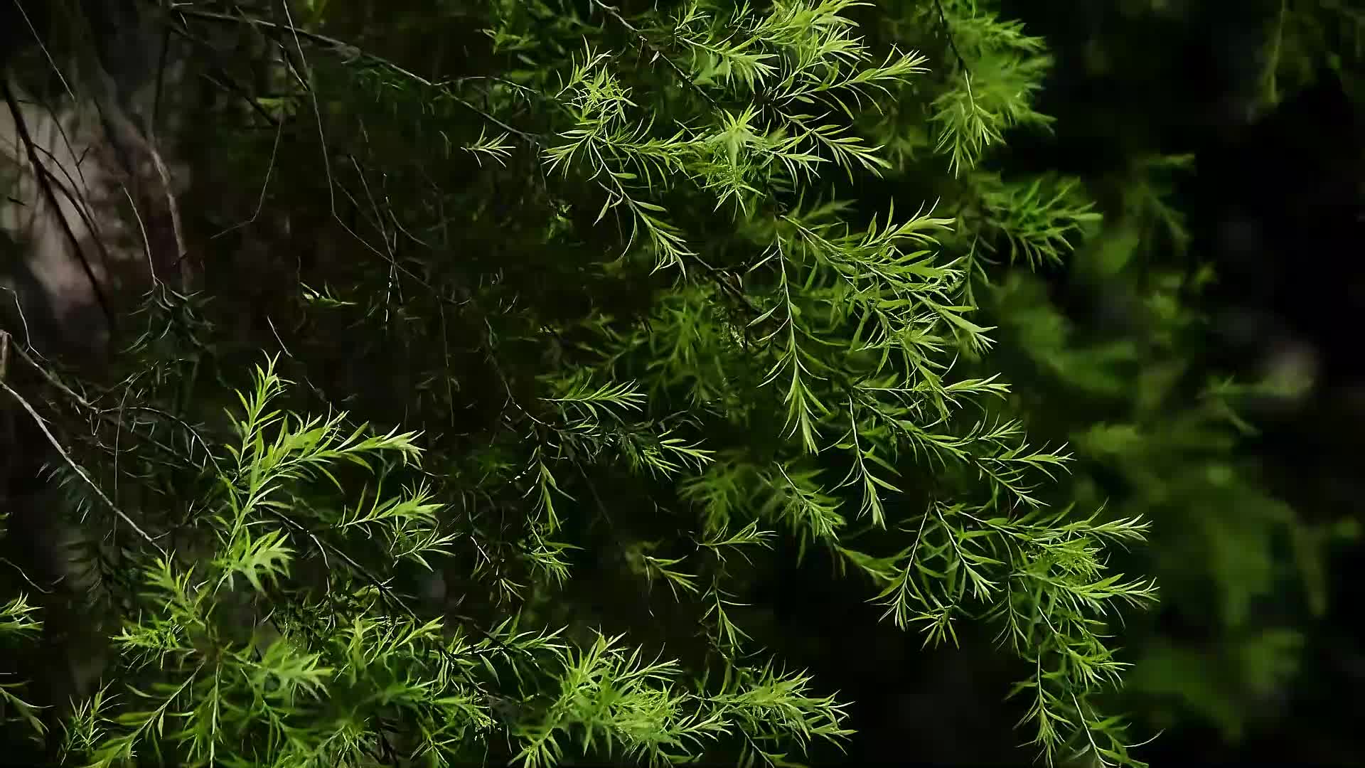 清新枝叶树枝视频视频的预览图