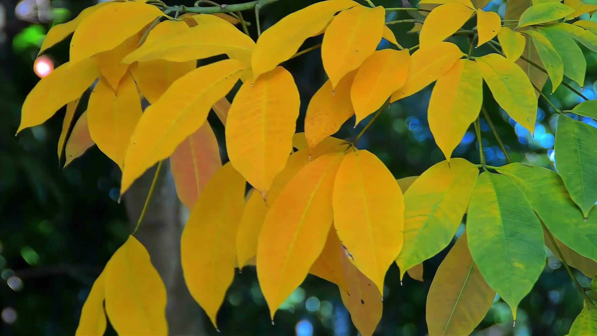 秋天的树叶视频的预览图
