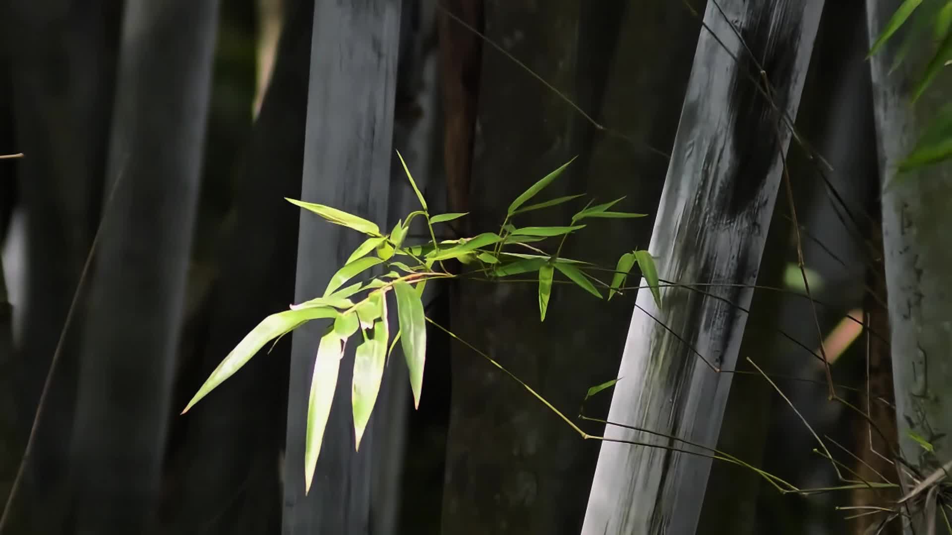 4k高清茂密竹林竹子竹叶视频视频的预览图