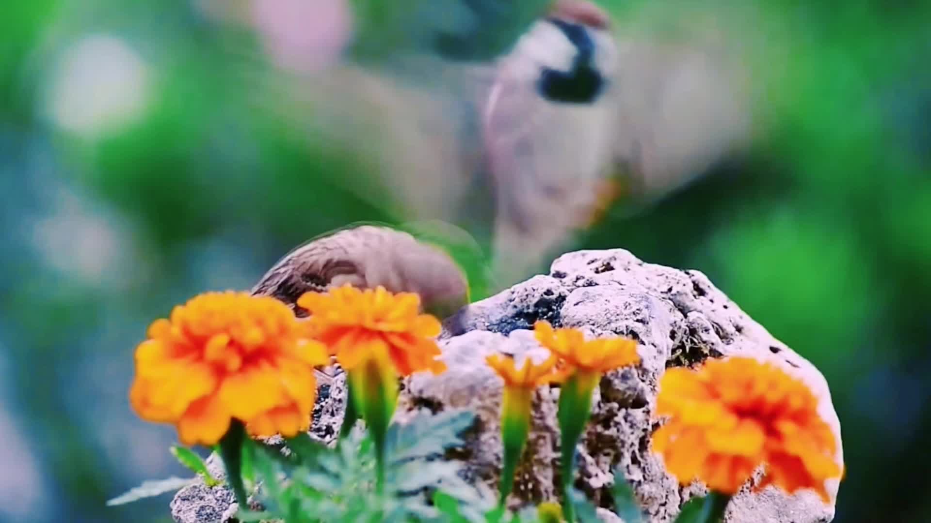 两只小麻雀抢食视频的预览图