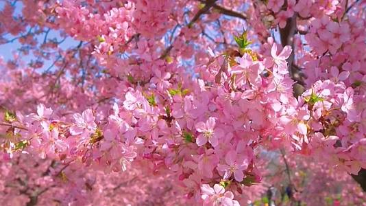 春天盛开的粉色樱花视频的预览图