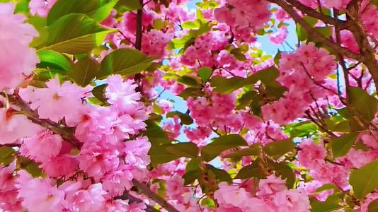 春天盛开的粉色樱花视频的预览图