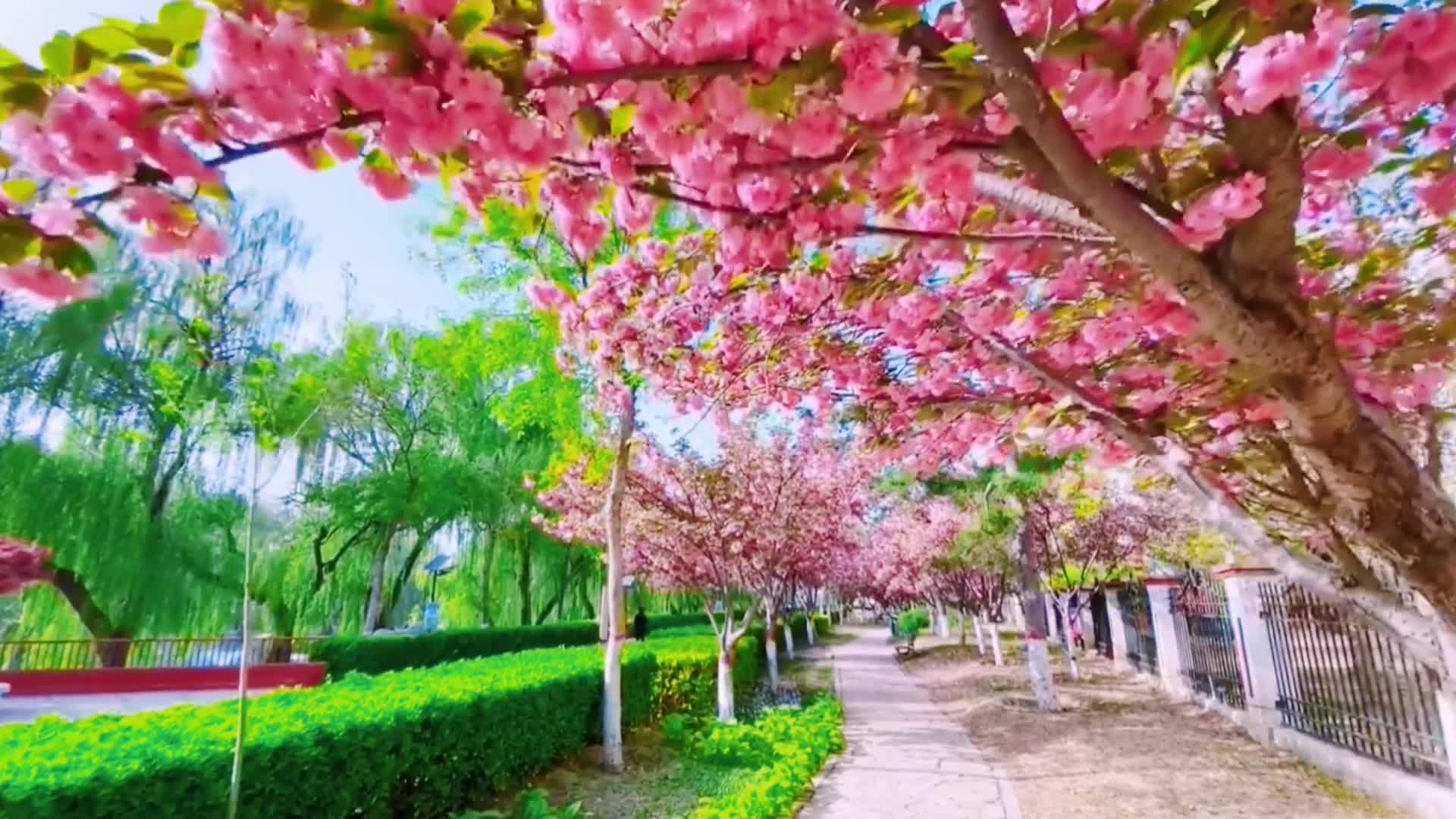春天盛开的粉色的樱花视频的预览图