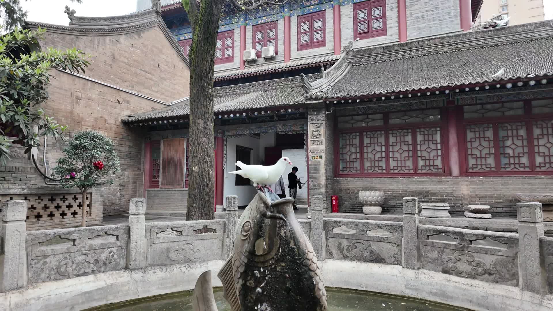 鸽子白鸽喝水寺庙慢动作视频的预览图