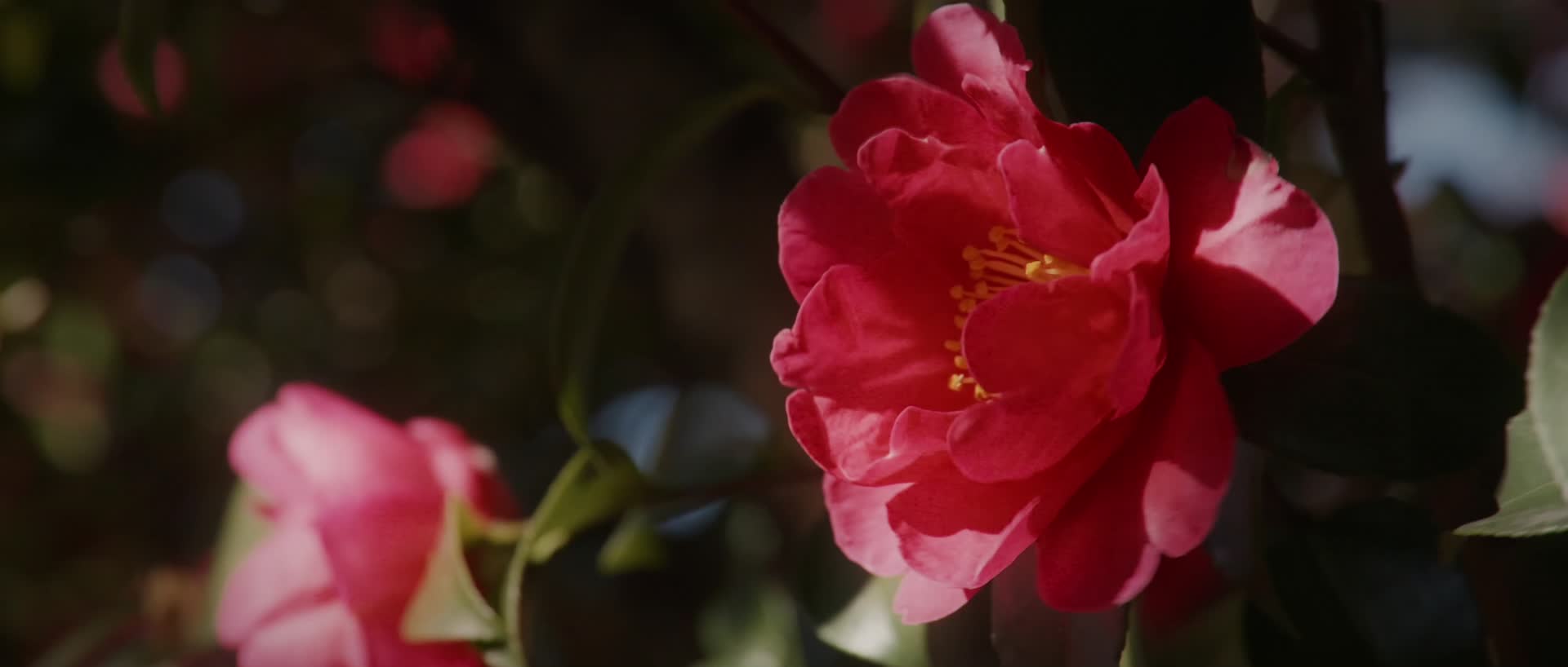 春日森林花草植光影物合集视频的预览图