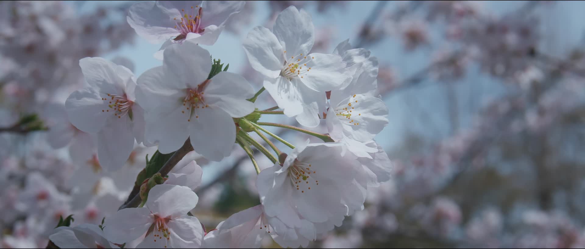 春日森林花草植光影物合集视频的预览图