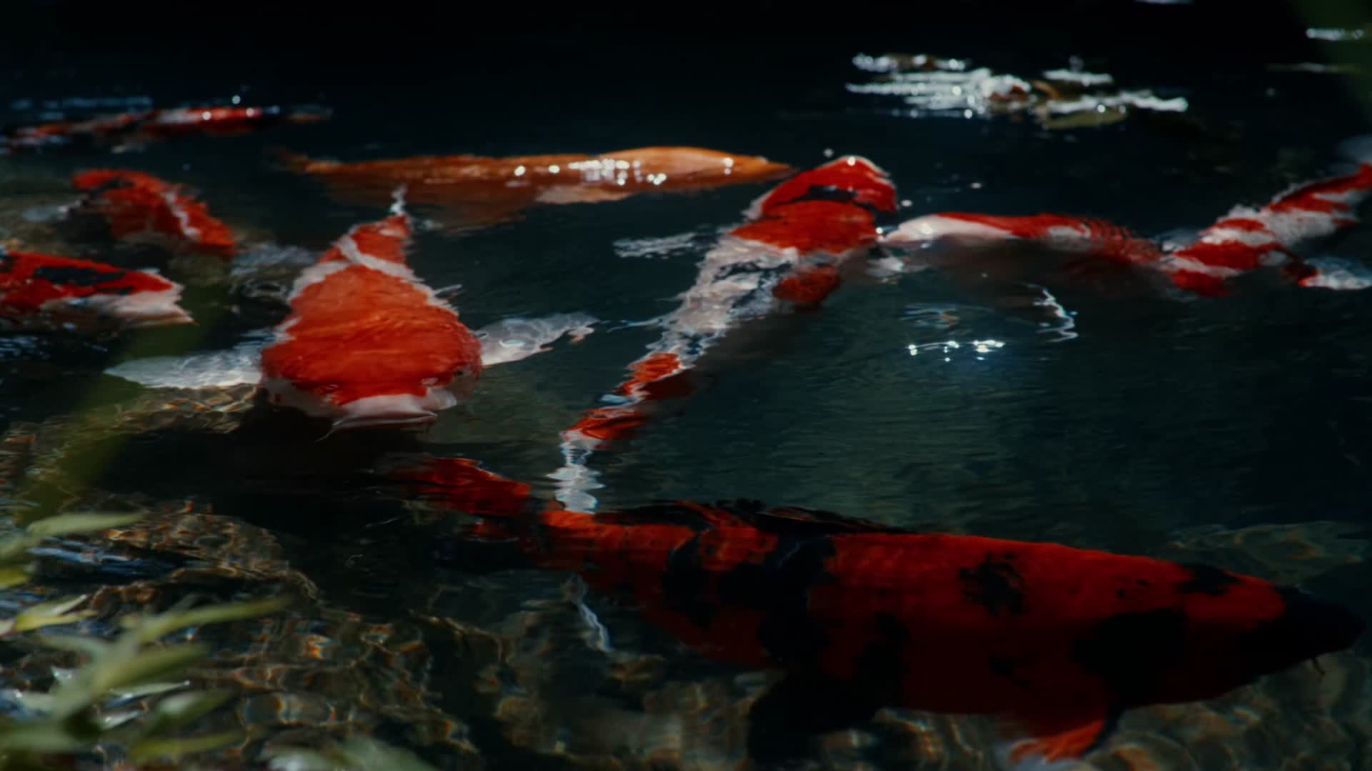 成群锦鲤溪水游动视频的预览图