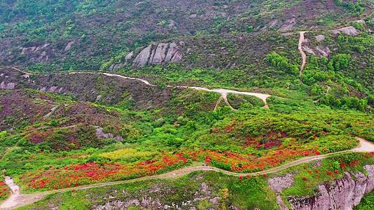 浙江温岭上保山杜鹃花山脊上的杜鹃花视频的预览图
