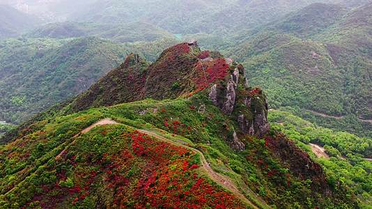 浙江温岭上保山杜鹃花山脊上的杜鹃花视频的预览图