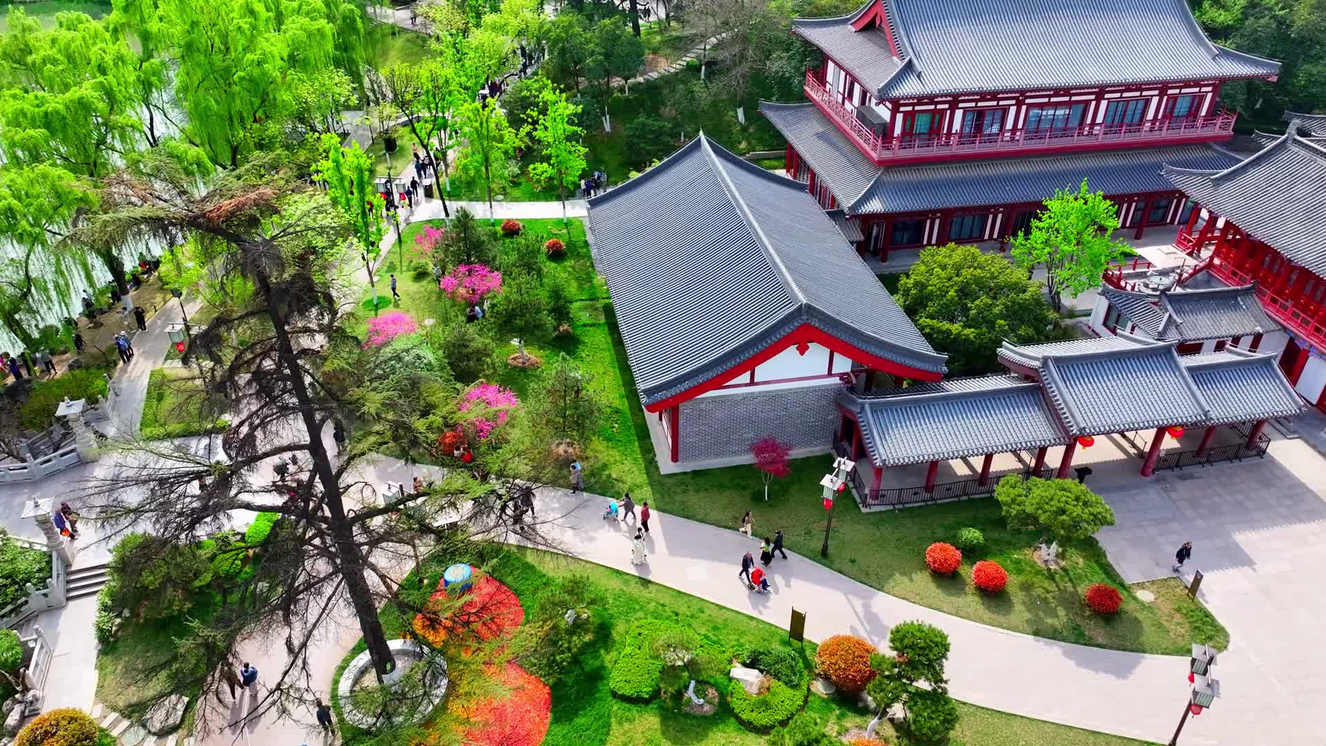 航拍陕西西安兴庆公园春季樱花嫩柳视频的预览图