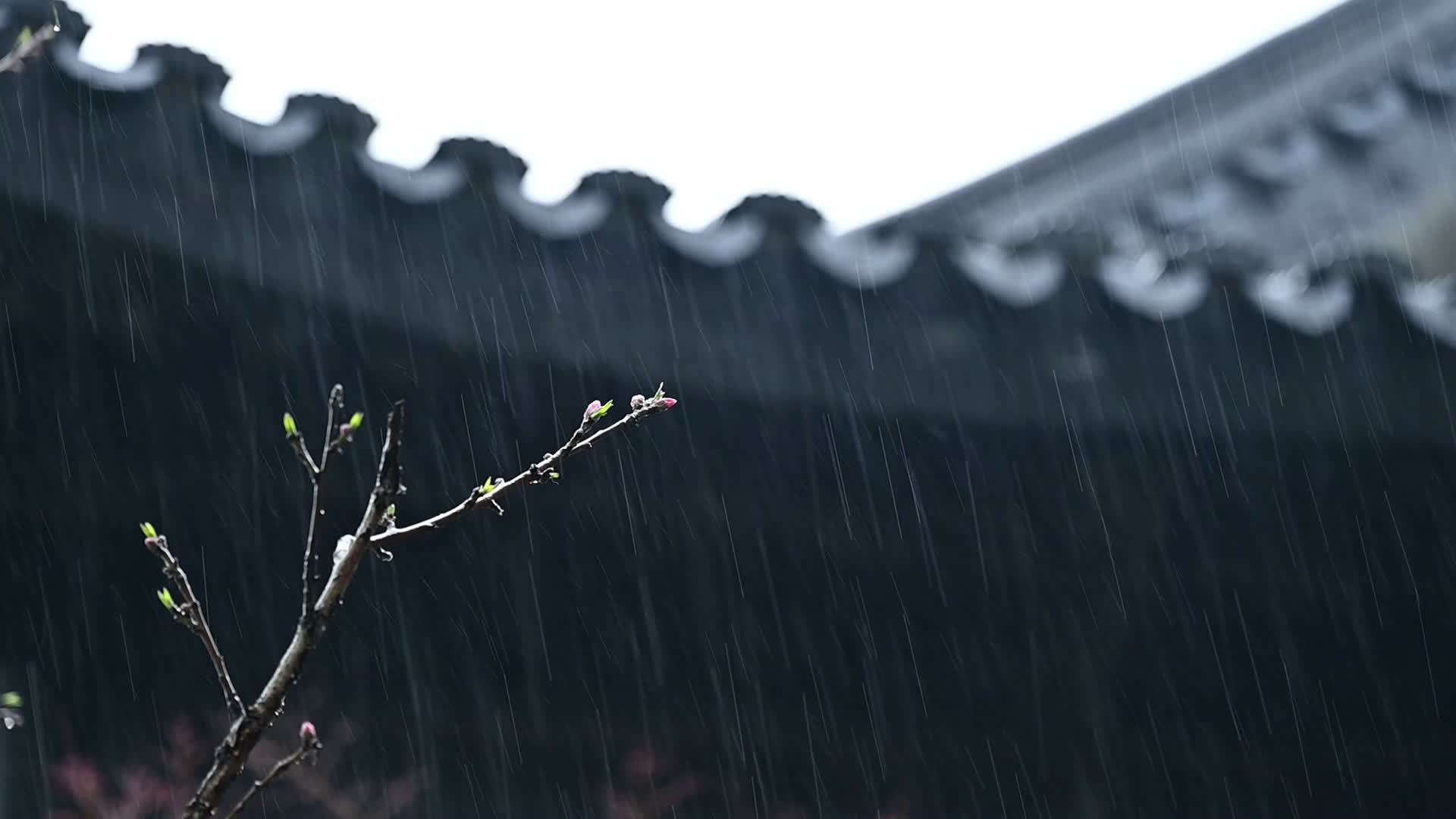 高清实拍烟雨江南雨中庭院视频的预览图