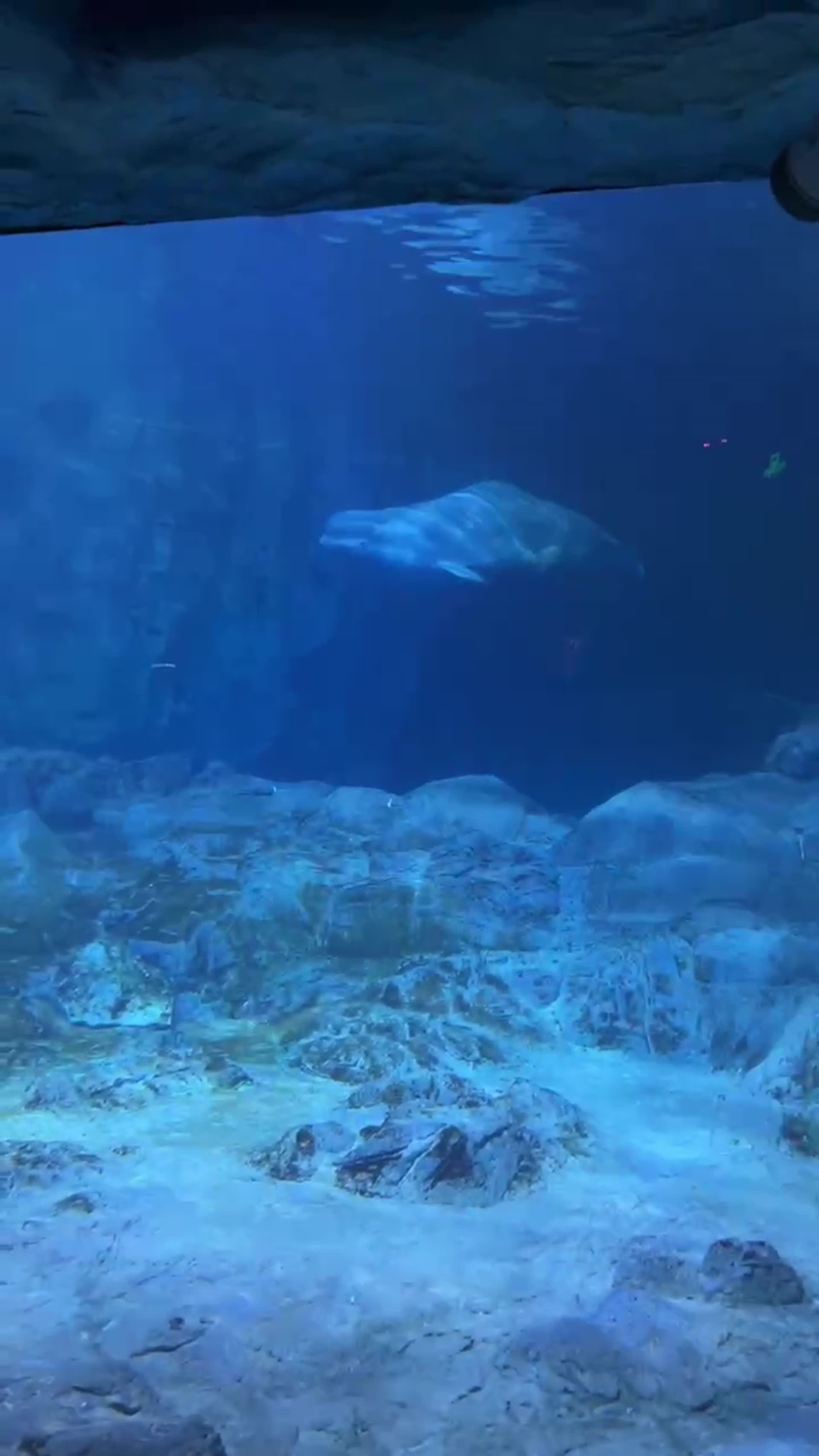 海洋馆白海豚游泳视频的预览图
