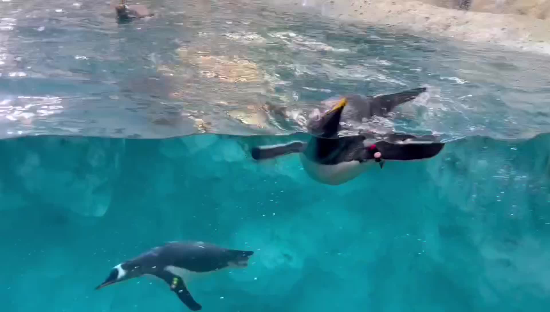 海昌海洋公园视频的预览图