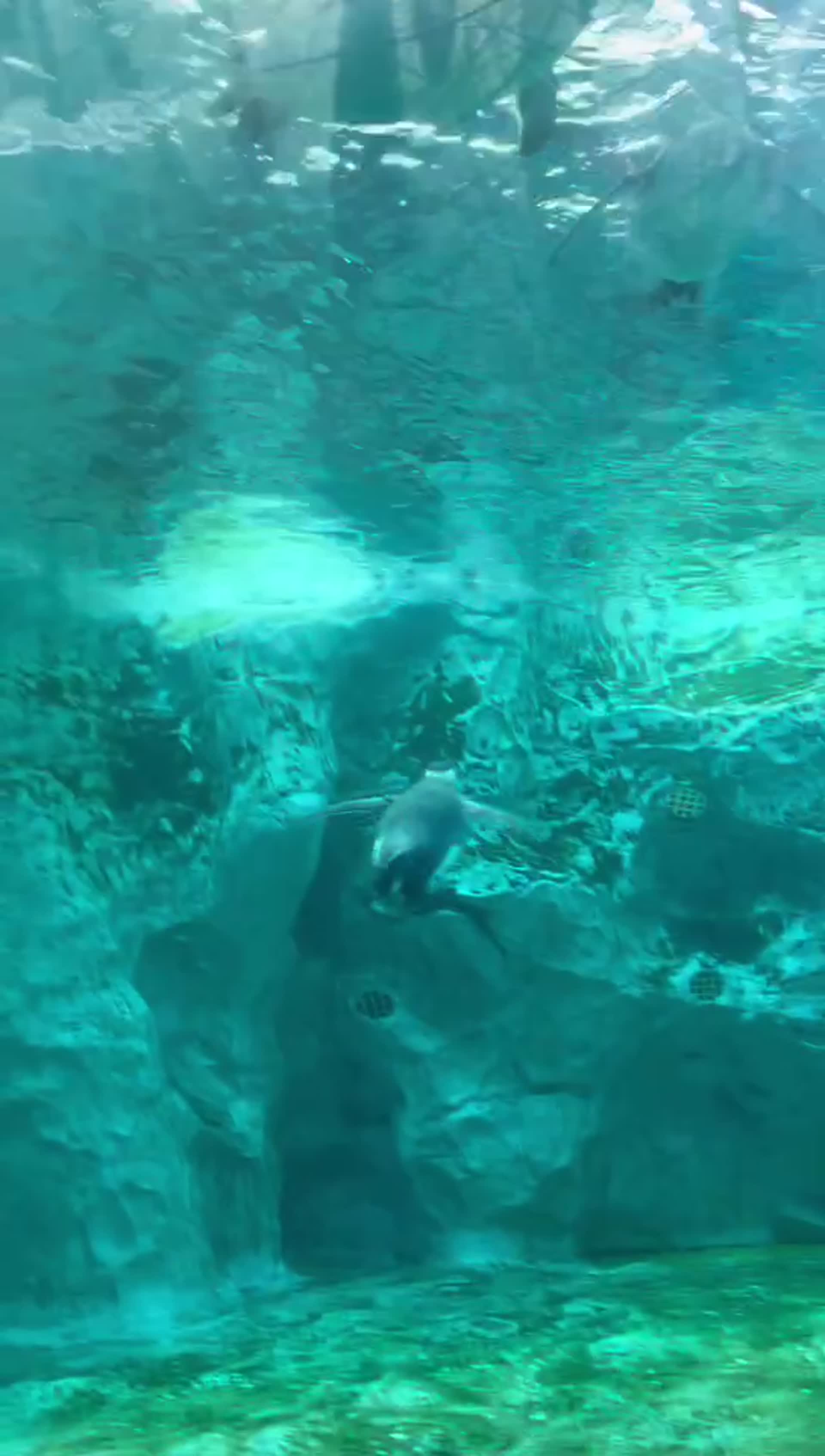 海洋馆企鹅游泳视频的预览图