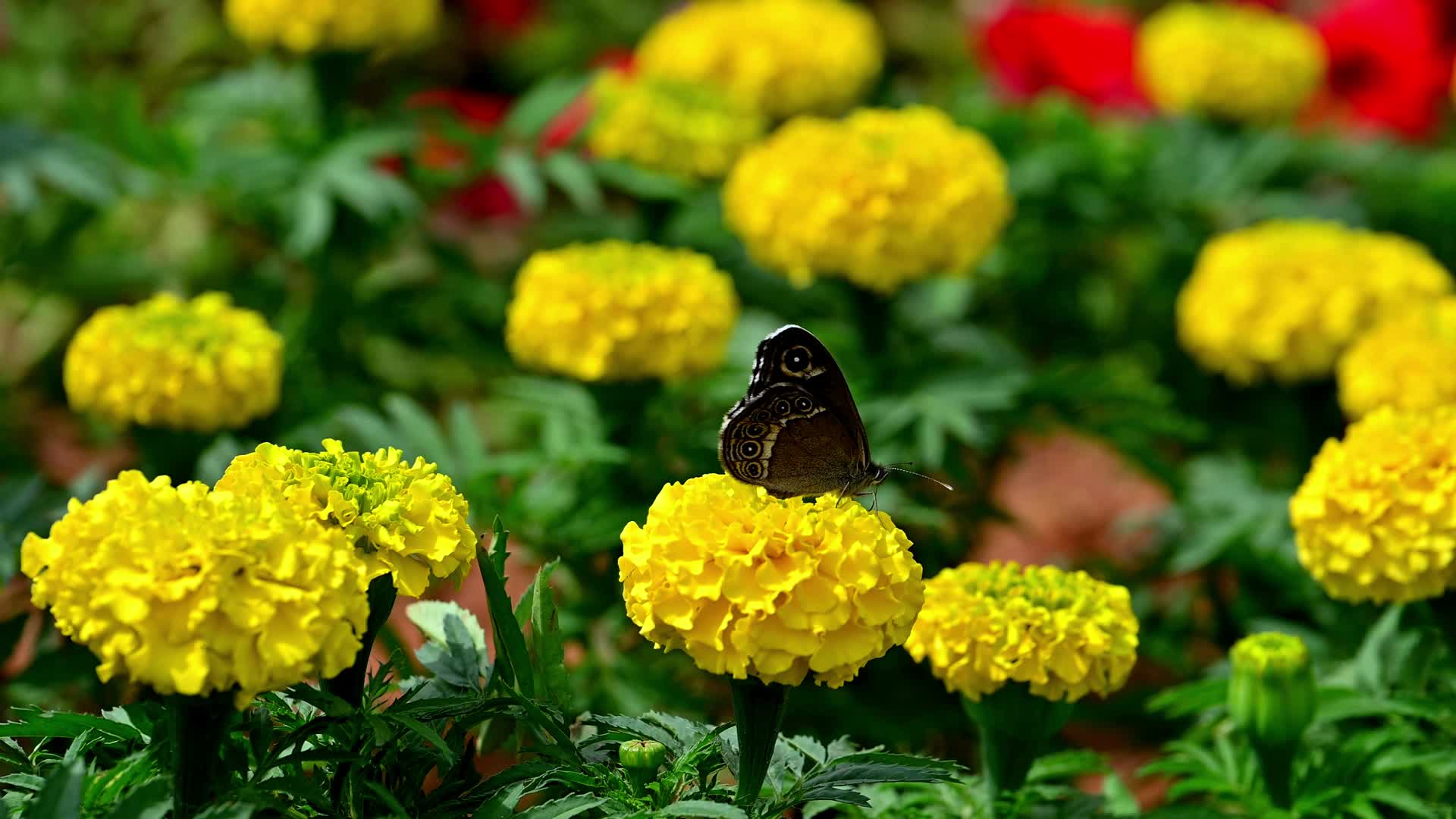 花与蝴蝶视频的预览图