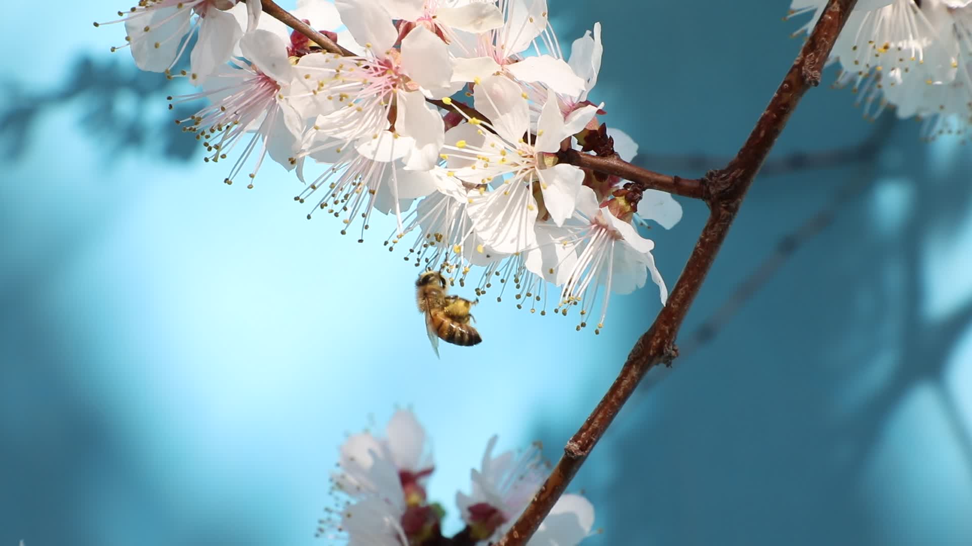 蜜蜂采花粉视频视频的预览图