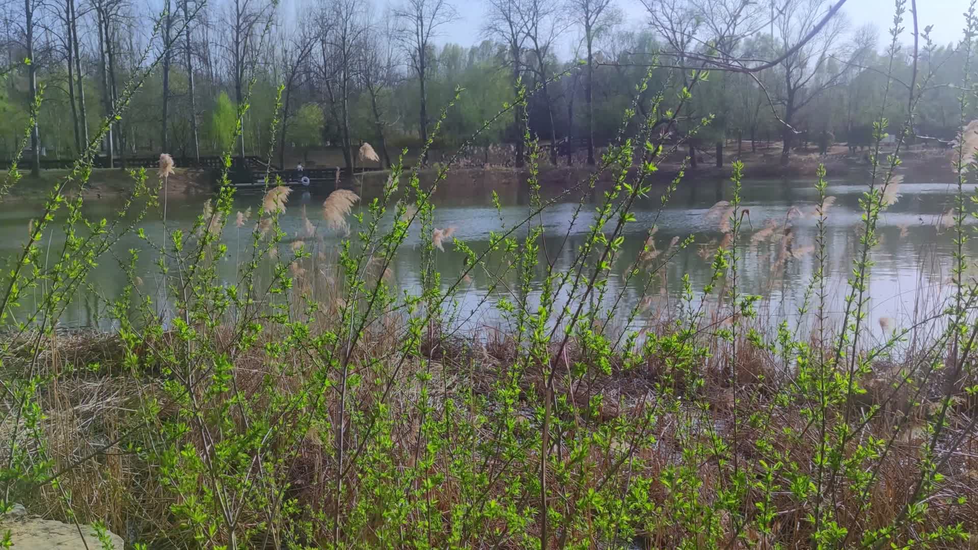 乡村河流春季风景视频的预览图